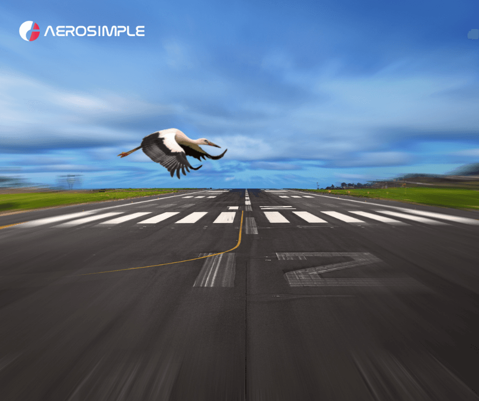 Avoiding Wildlife Incidents at Your Airport