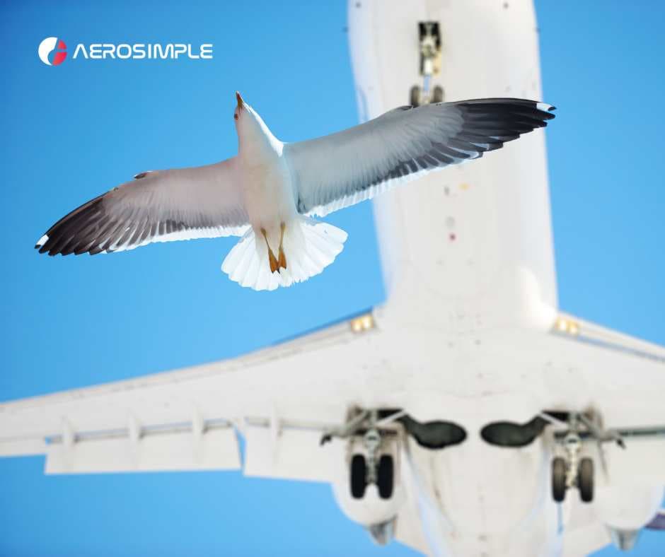 Harnessing Technology for Effective Wildlife Management at Airports